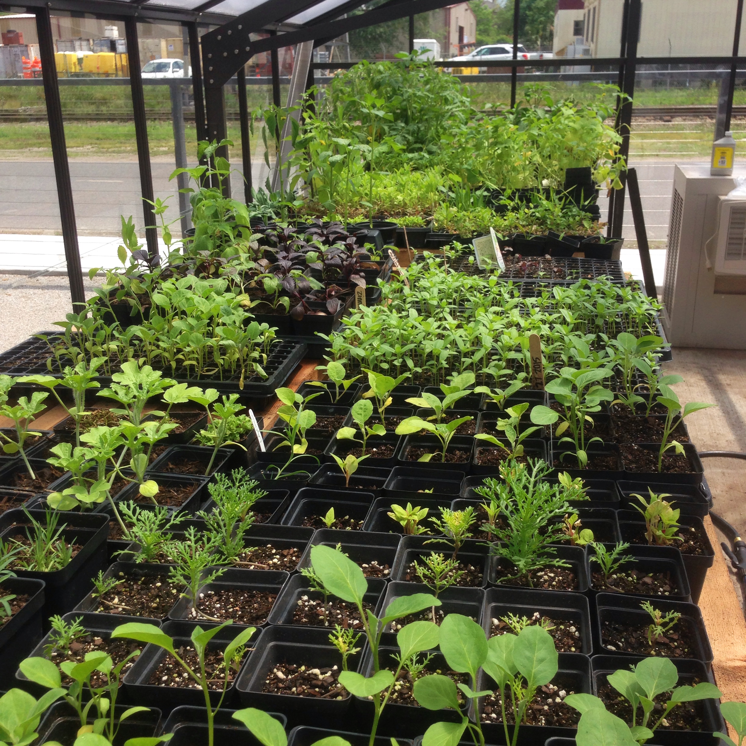 March 24: Spring plant sale with heirlooms and rare varieties!